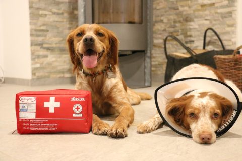Erste Hilfe beim Hund - Was sollten Hundebesitzer wissen