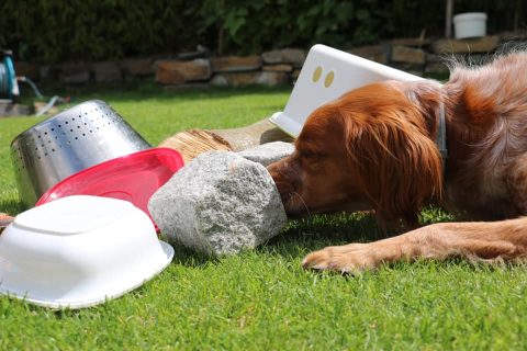 SchaSu - Schatzsuche mit Hund