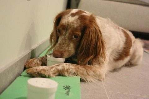 SniffleDog Kurs